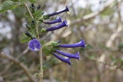 Iochroma