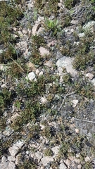 Selaginella sanguinolenta