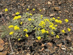 Eriogonum ternatum