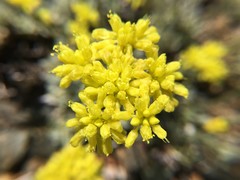 Eriogonum ternatum