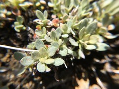 Eriogonum ternatum