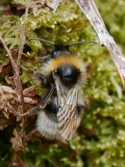 Bombus bohemicus