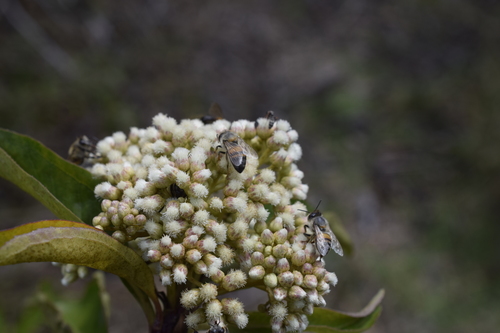 Apis image