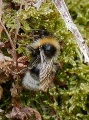Bombus bohemicus