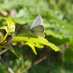 Cyaniris semiargus