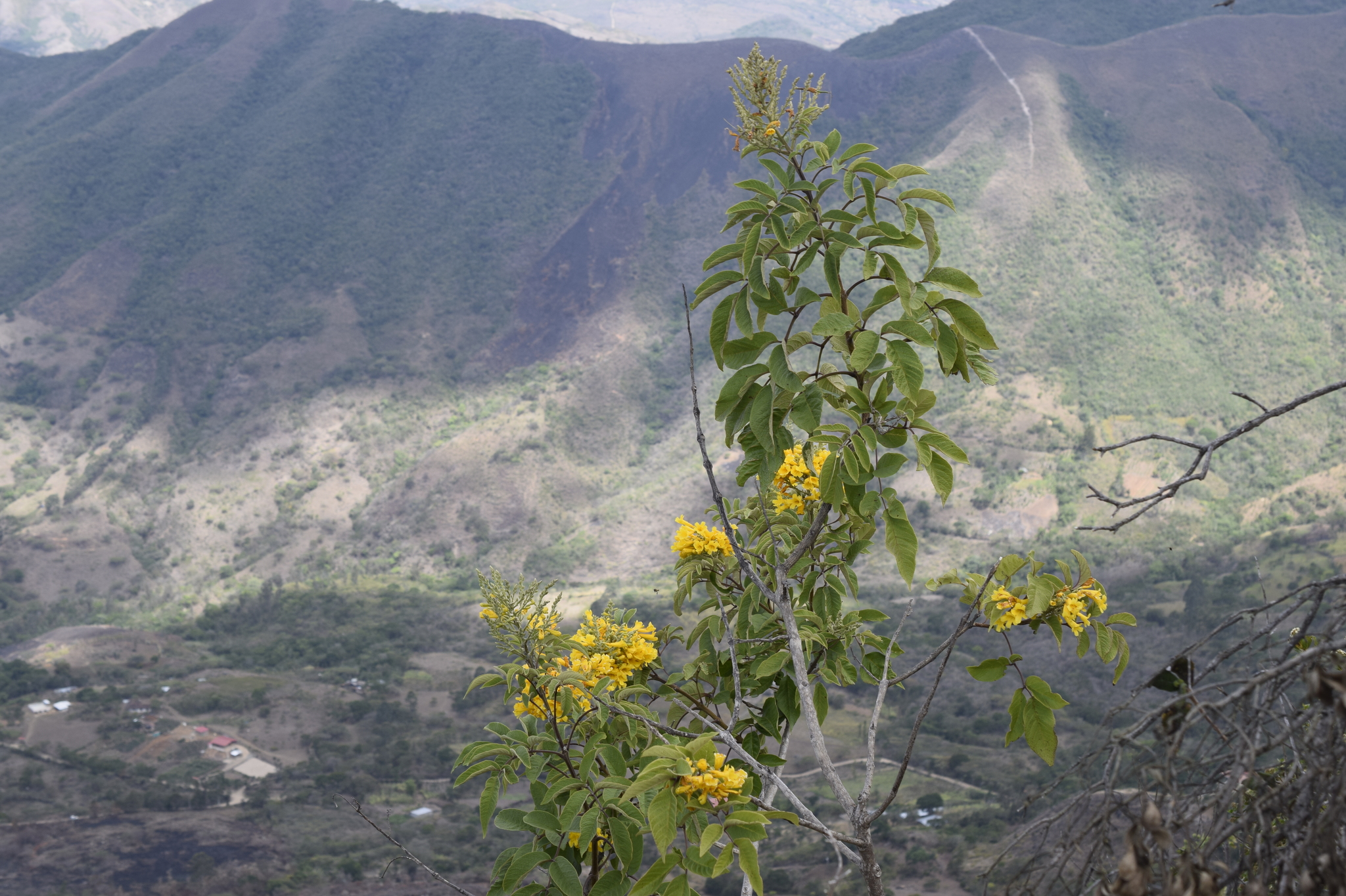 Tecoma stans image
