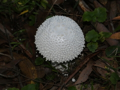 Amanita pyramidifera