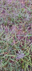 Eragrostis