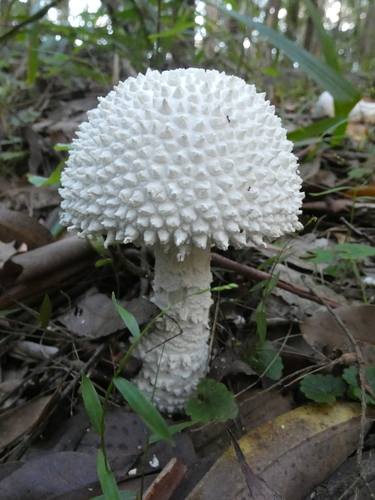 Amanita pyramidifera D.A.Reid