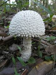 Amanita pyramidifera