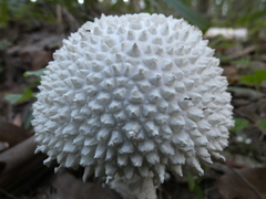 Amanita pyramidifera