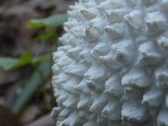 Amanita pyramidifera