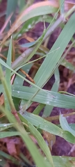 Eragrostis
