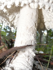 Amanita pyramidifera