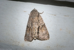 Turnerinycta phaeocosma