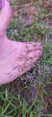 Eragrostis