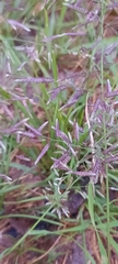 Eragrostis