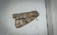 Turnerinycta phaeocosma