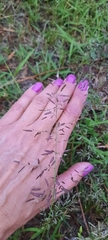 Eragrostis