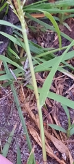 Eragrostis