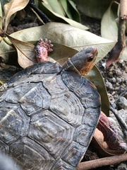 Rhinoclemmys pulcherrima rogerbarbouri