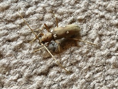 Eburia quadrigeminata