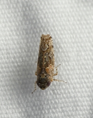 Dixianus utahnus