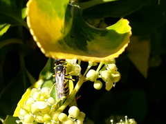 Philanthus triangulum