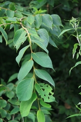 Celtis julianae