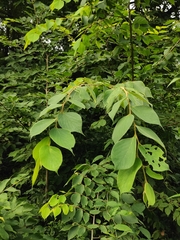 Celtis julianae