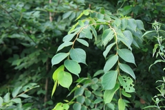 Celtis julianae