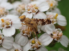 Oxyna flavipennis