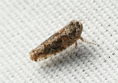 Dixianus utahnus