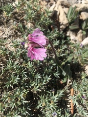 Silene petersonii
