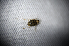 Peltodytes litoralis