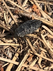 Chrysochroinae