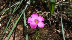 Oxalis stellata