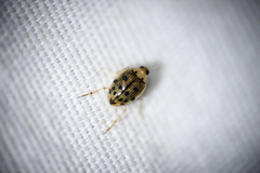 Peltodytes litoralis