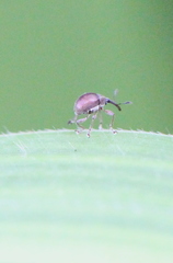 Nanophyinae
