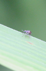 Nanophyinae
