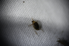 Peltodytes litoralis