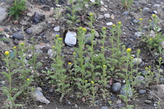 Descurainia sophioides