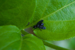 Platystoma seminationis