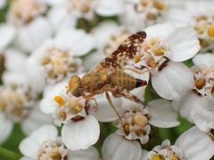 Oxyna flavipennis
