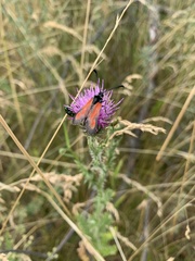 Zygaena punctum