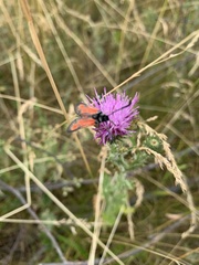 Zygaena punctum