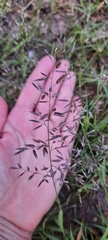 Eragrostis