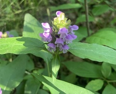 Prunella vulgaris