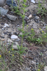 Descurainia sophioides