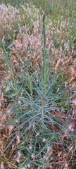 Lactuca saligna